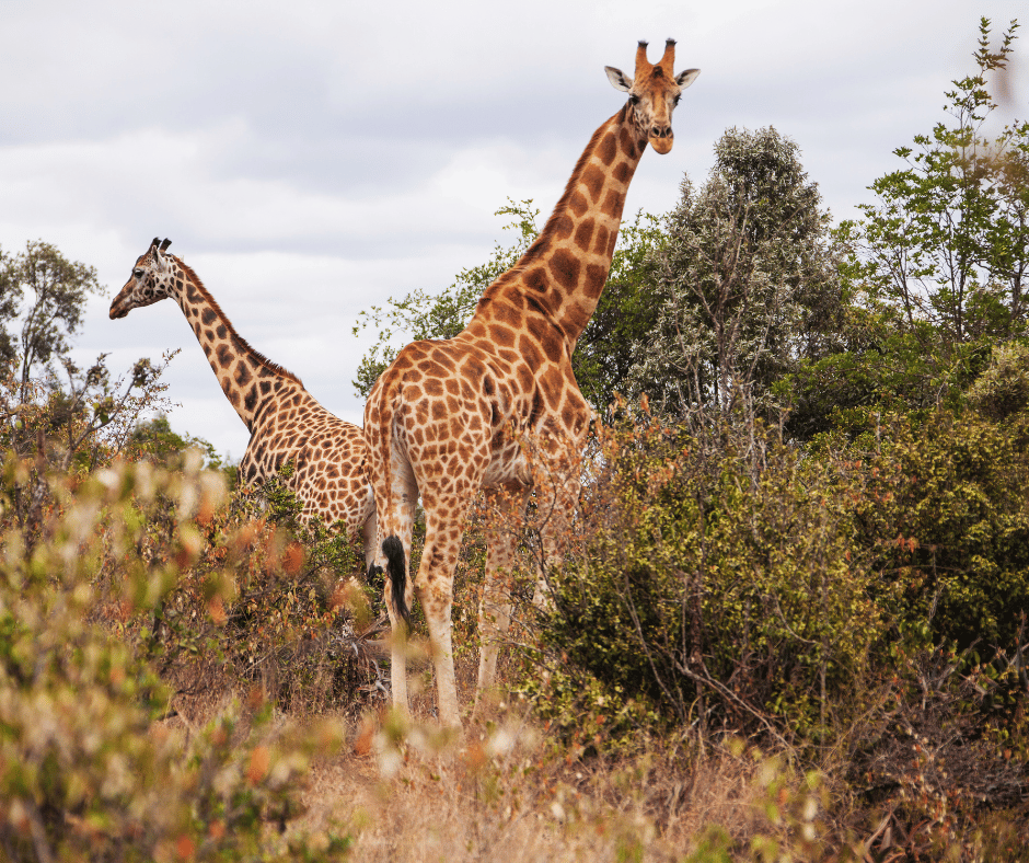 Giraffe Centre